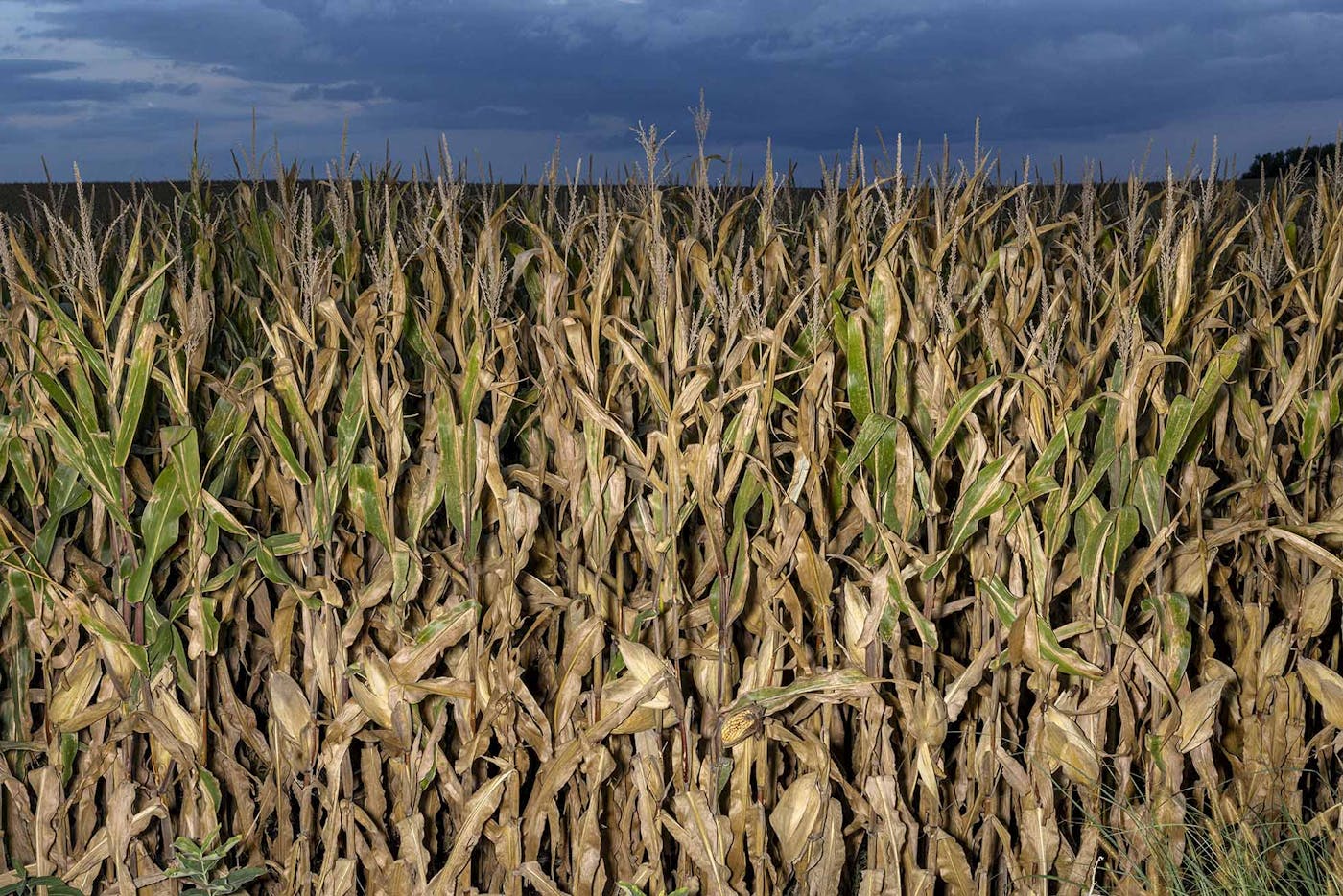Storm clouds rolled in over fields of corn in Hardin County, Iowa, in September. Iowa is the number one producer of corn, hogs, and eggs in the United States—and also has the country’s fastest-growing rates of cancer, which some attribute to nitrate and agricultural runoff.