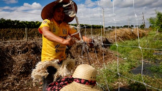 Farm workers set up a mesh to grow vegetables at a farm in Homestead, Florida.