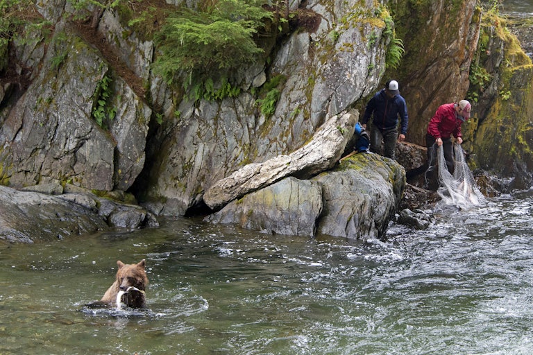 A bear and two humans catch salmon in the Tongass National Forest in Alaska.