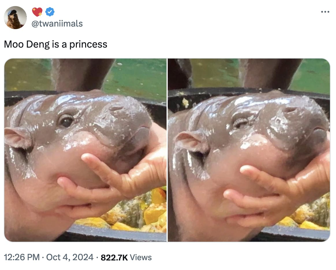 Twitter screenshot 💖 @twaniimals: Moo Deng is a princess (two photos of Moo Deng being held under her chin)