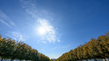 This image shows an allee of trees beneath a blue sky.