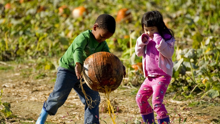 Children react after picking up a rotting pumpkin