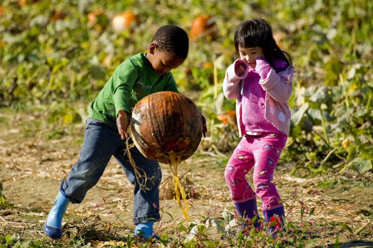 Children react after picking up a rotting pumpkin