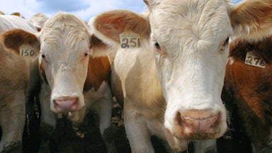 This picture is a closeup of the faces of two beef cattle facing the camera.