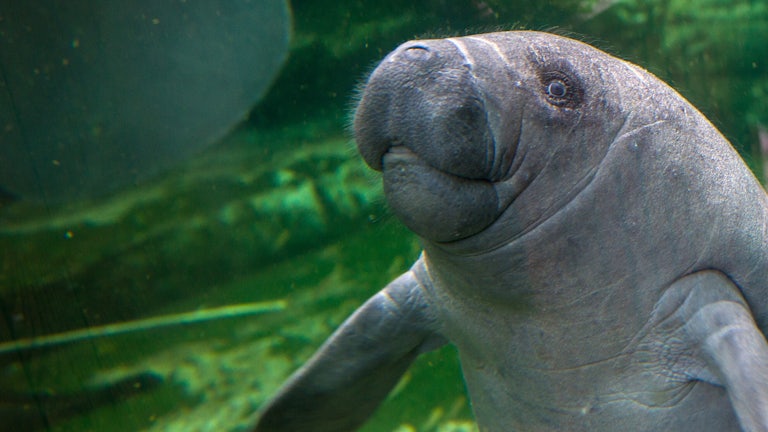 A manatee swims in a tank