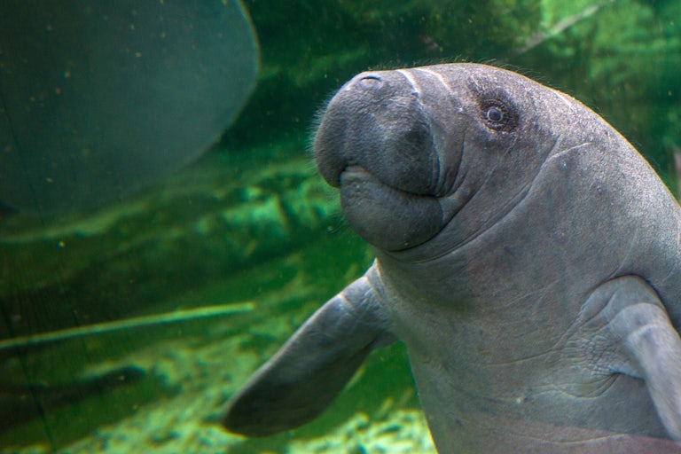 A manatee swims in a tank