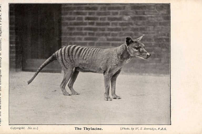 Image shows a small striped animal, standing in profile.
