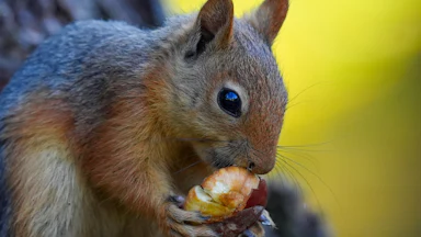 A squirrel holds and eats a nut