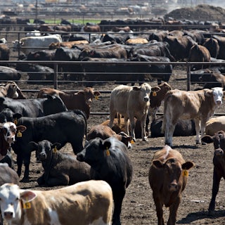 This pictures shows many cattle in a pen.