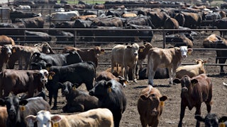 This pictures shows many cattle in a pen.