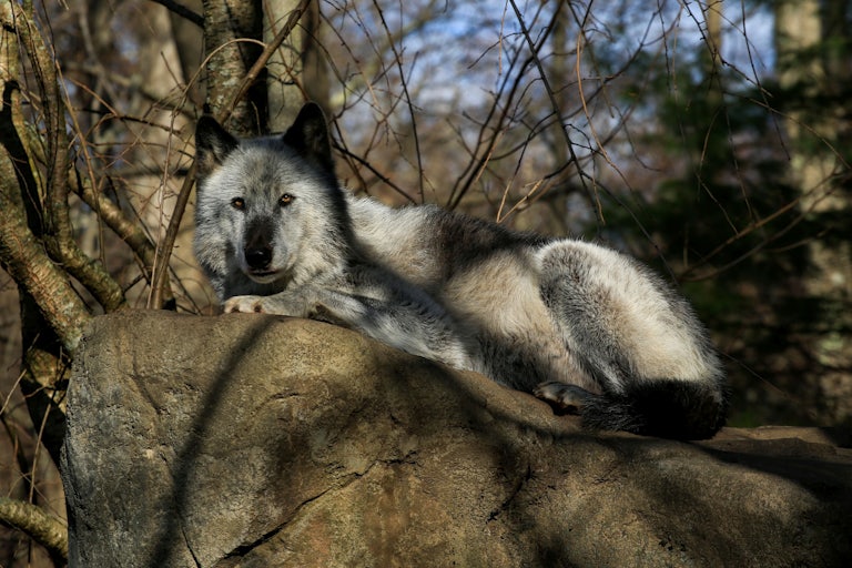 A wolf lies on a rock