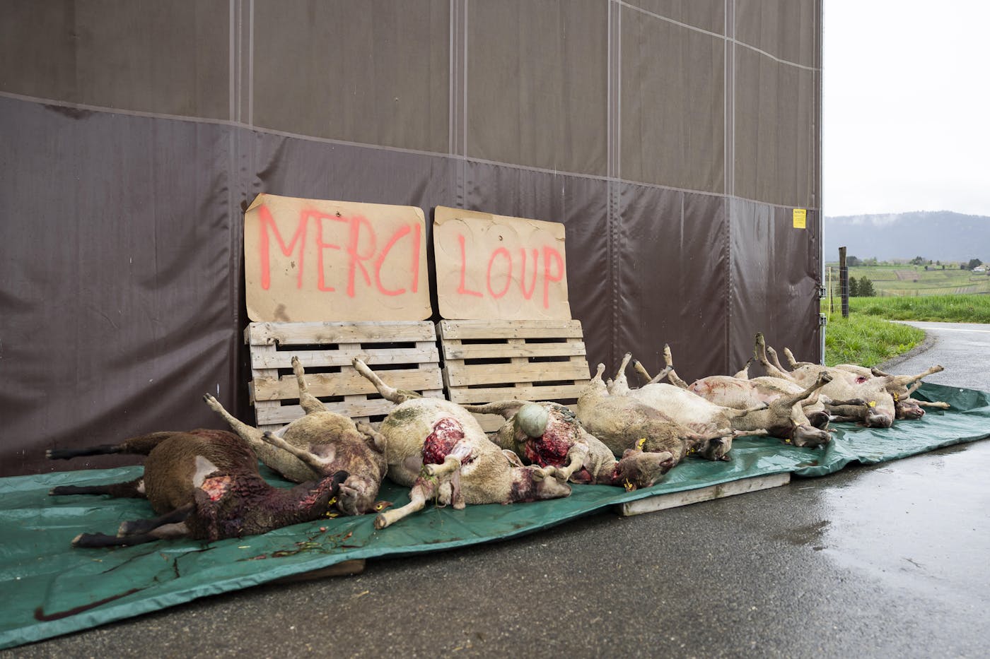 In April, after a wolf killed 10 sheep in Valeyres-sous-Rances, Switzerland, the carcasses were displayed for a press conference organized by Prométerre, the local farmers’ trade association.