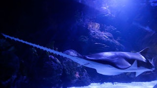 A smalltooth sawfish
