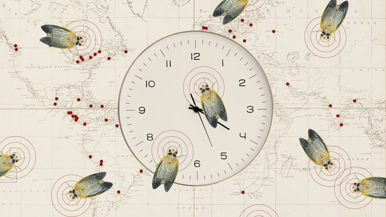 Animated cicadas on a clock overlaying a world map