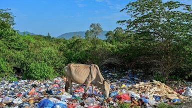 A cow stands in a field of discarded plastic.