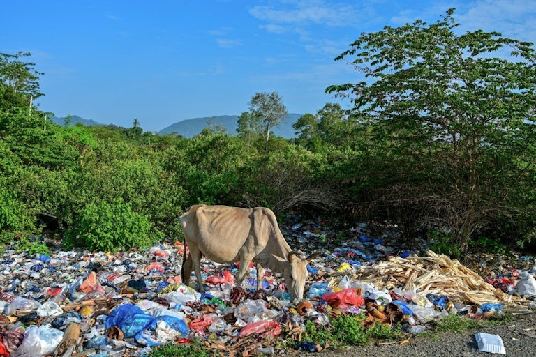 A cow stands in a field of discarded plastic.