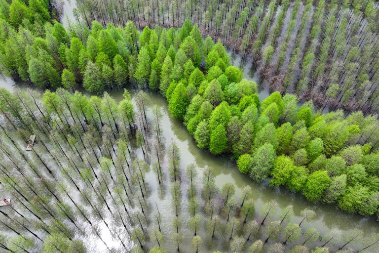 An aerial photo shows trees growing in a wetland in a manmade pattern.