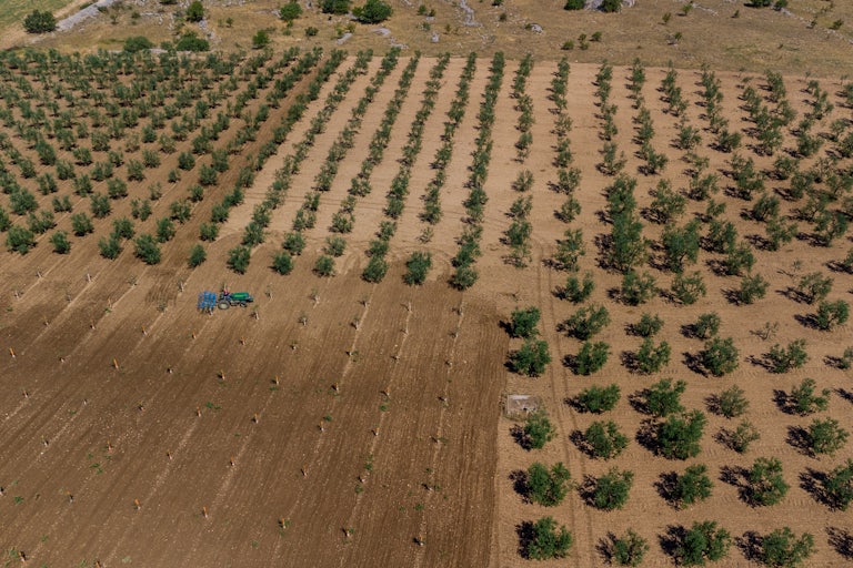 An aerial view shows olive trees and bare earth.