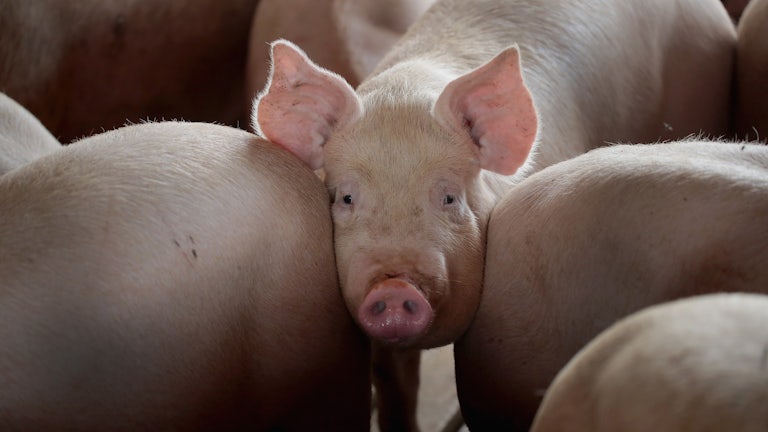 A pig standing between two other pigs looks into the camera.