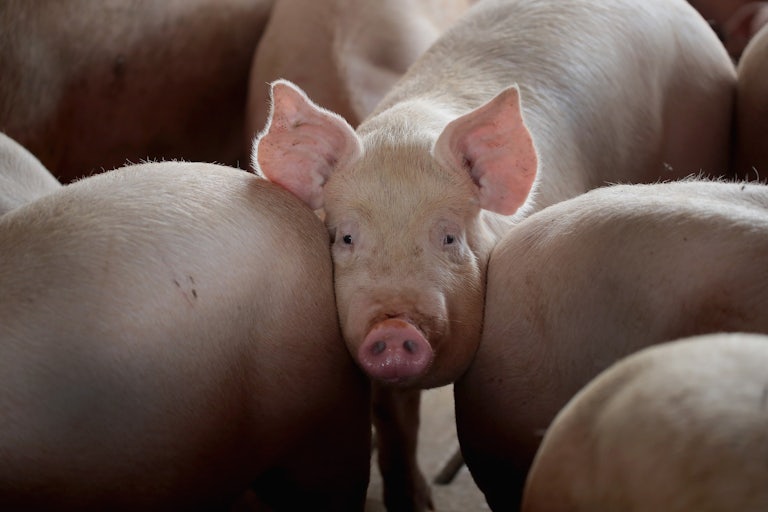 A pig standing between two other pigs looks into the camera.