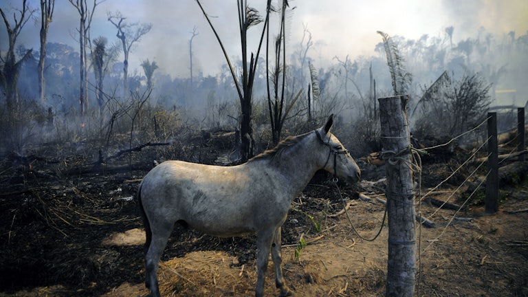 A donkey stands tied to a post, with the smoking ruins of rainforest in the background.