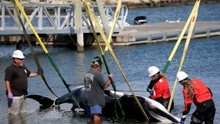 This photo shows a whale suspended by straps partly out of the water, surrounded by four people wading in the water wearing hard hats.