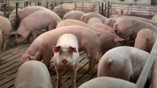 A piglet looks at the camera, surrounded by other piglets.