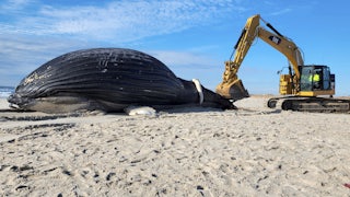 A humback whale body lies next to a backhoe on the beach.