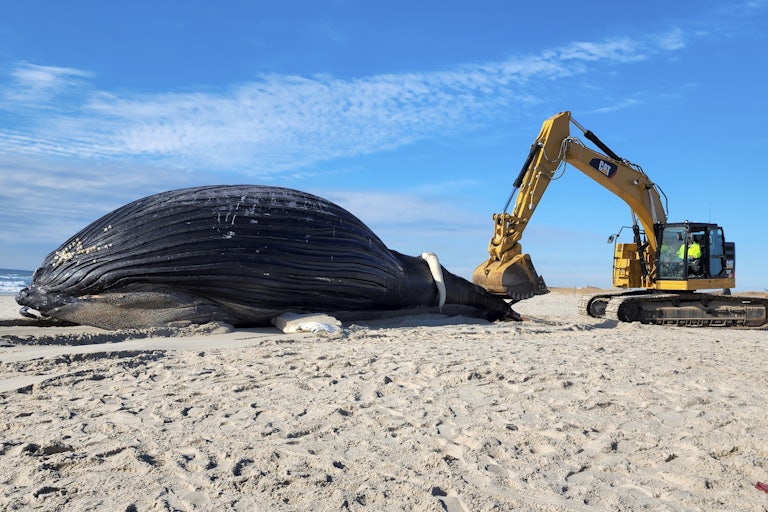 A humback whale body lies next to a backhoe on the beach.