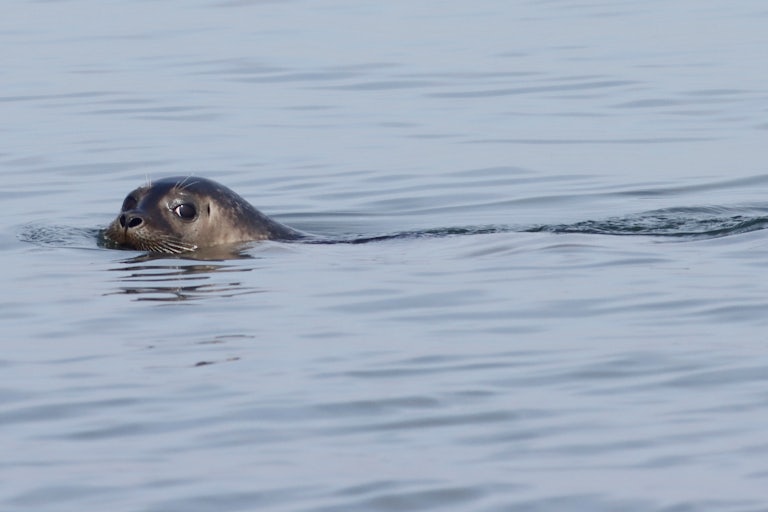 A seal swims in the water.
