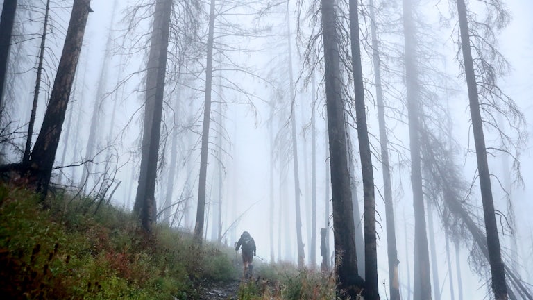 A hiker walks through blackened trees.