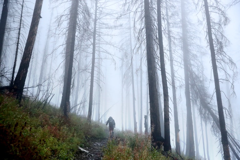 A hiker walks through blackened trees.