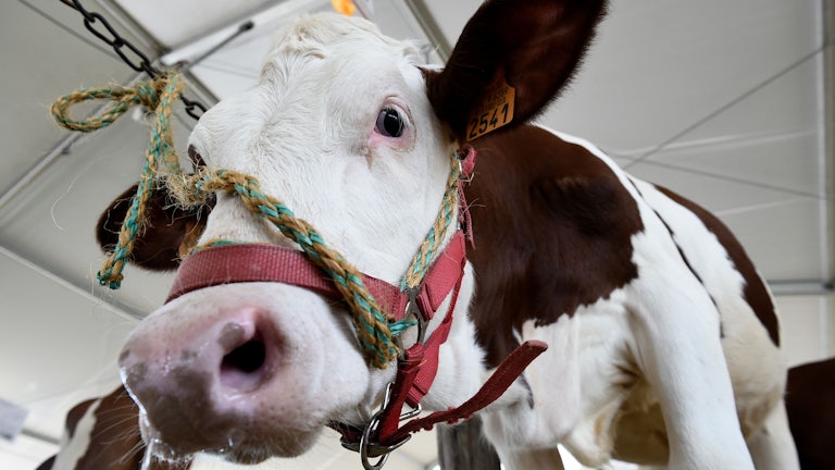 A Montbeliarde breed cow stands in its enclosure at an agricultural fair.