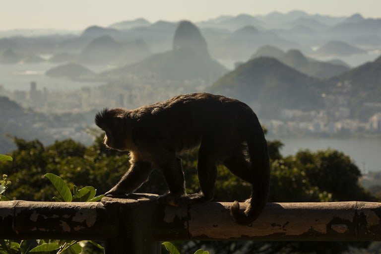 A monkey runs along a railing, with Rio de Janeiro in the background.