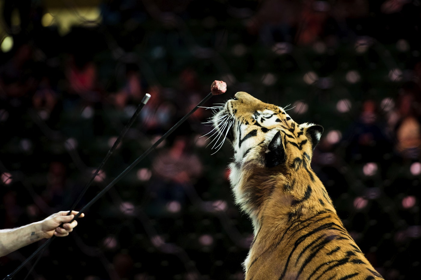 For Sale Endangered Tigers Will Perform For Food The New Republic