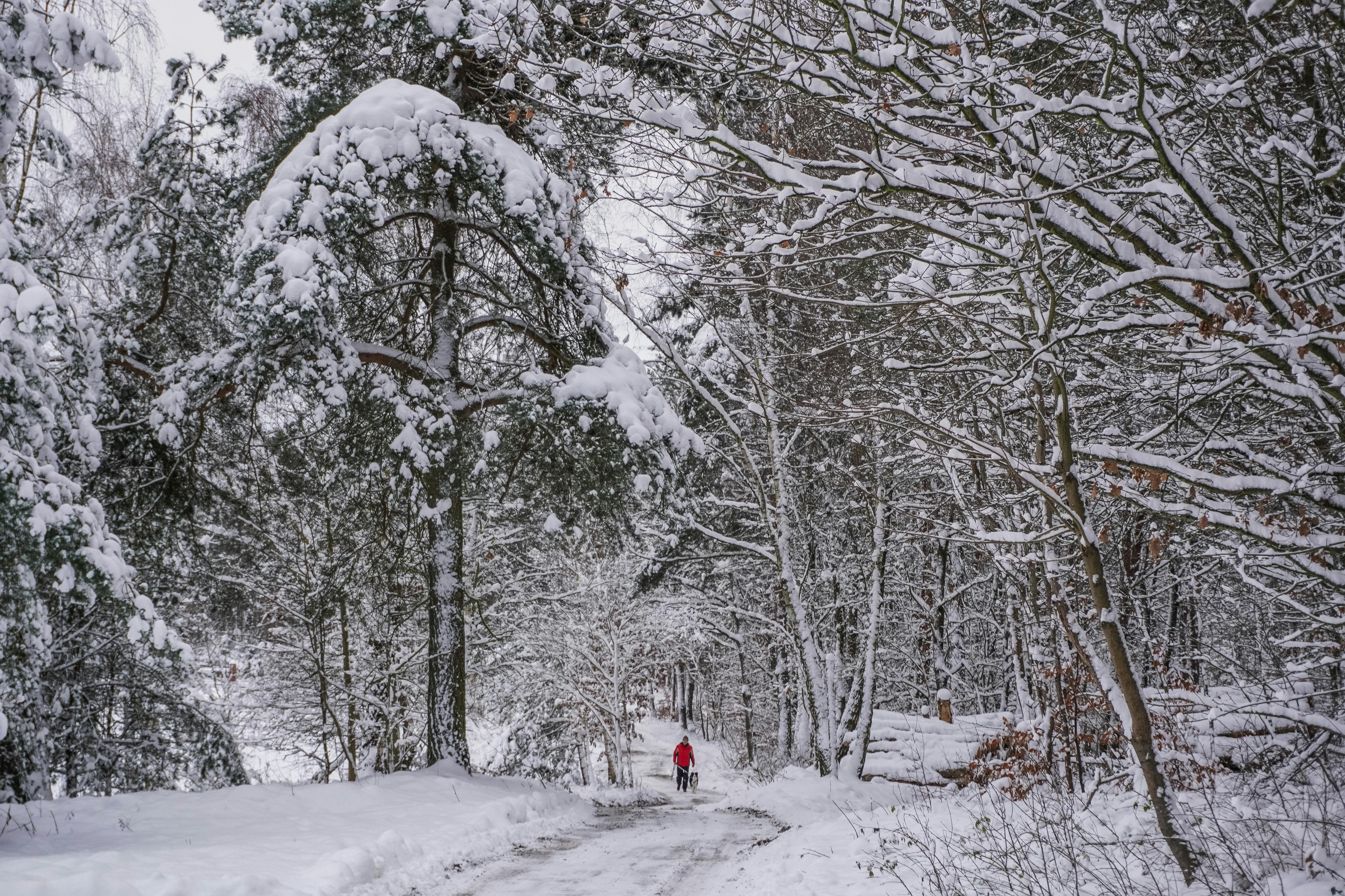 A snow-covered forest road and trees in Poland