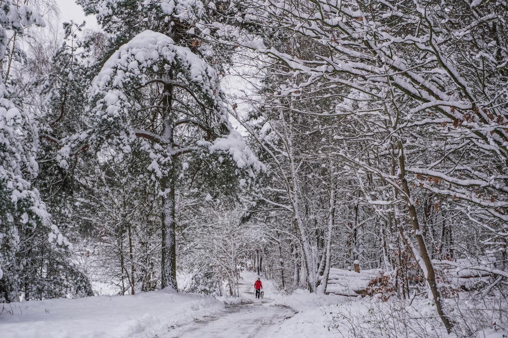 A snow-covered forest road and trees in Poland