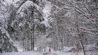 A snow-covered forest road and trees in Poland