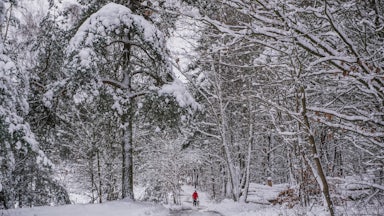 A snow-covered forest road and trees in Poland