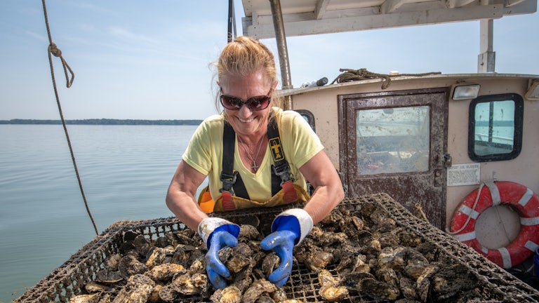 Oysters get inspected in Maryland.