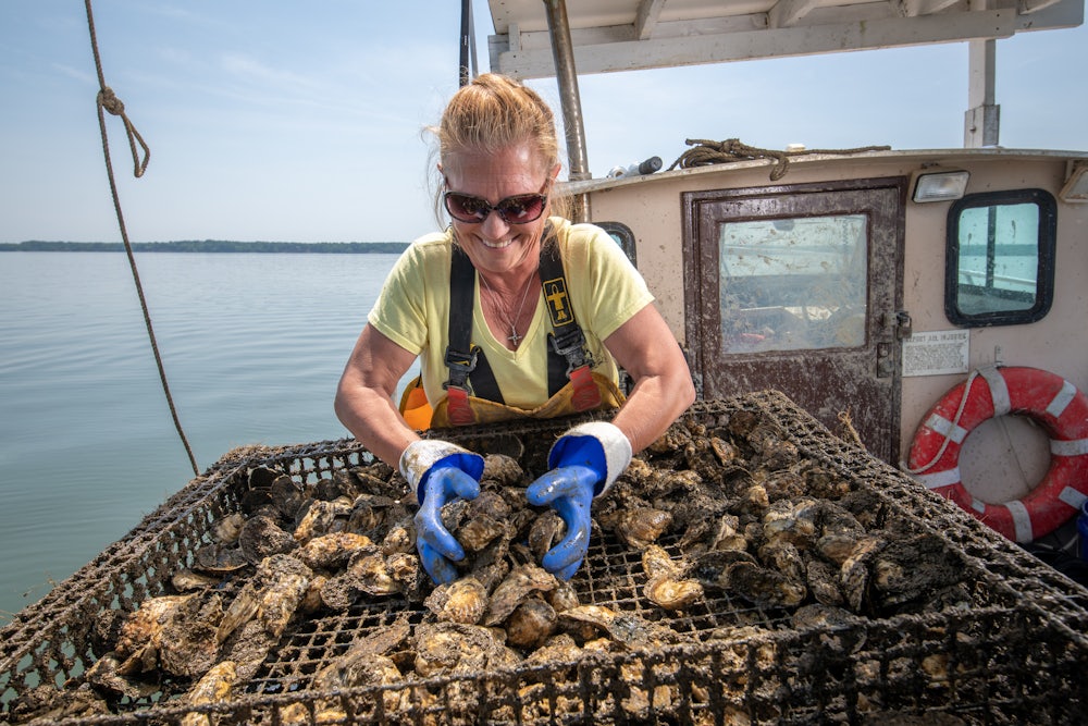 Oysters get inspected in Maryland.
