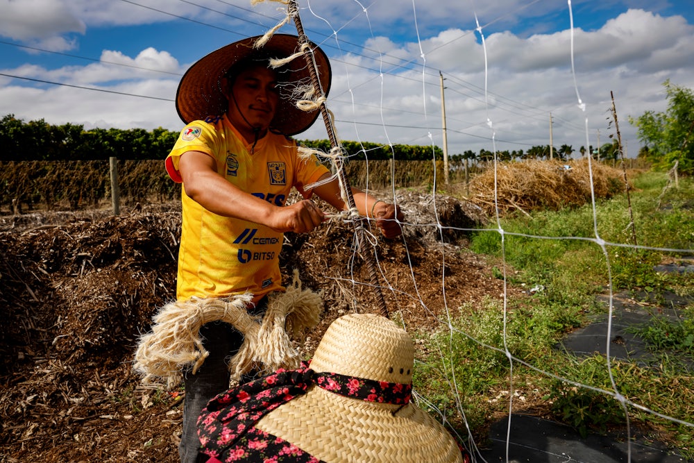 Farm workers set up a mesh to grow vegetables at a farm in Homestead, Florida.
