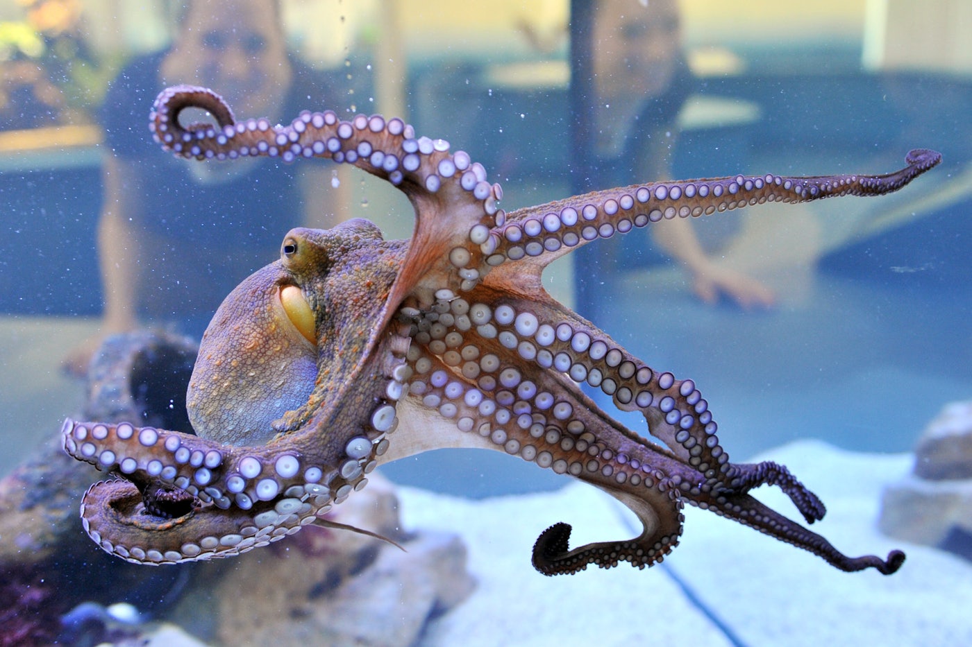 Octopuses Are Smart, But Are They Conscious? | The New Republic