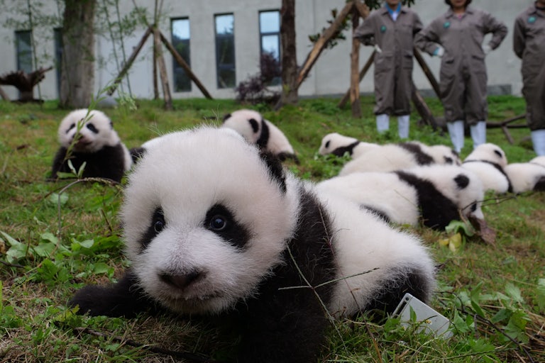 A panda bear cub lies on the ground, looking startled, surrounded by other cubs.