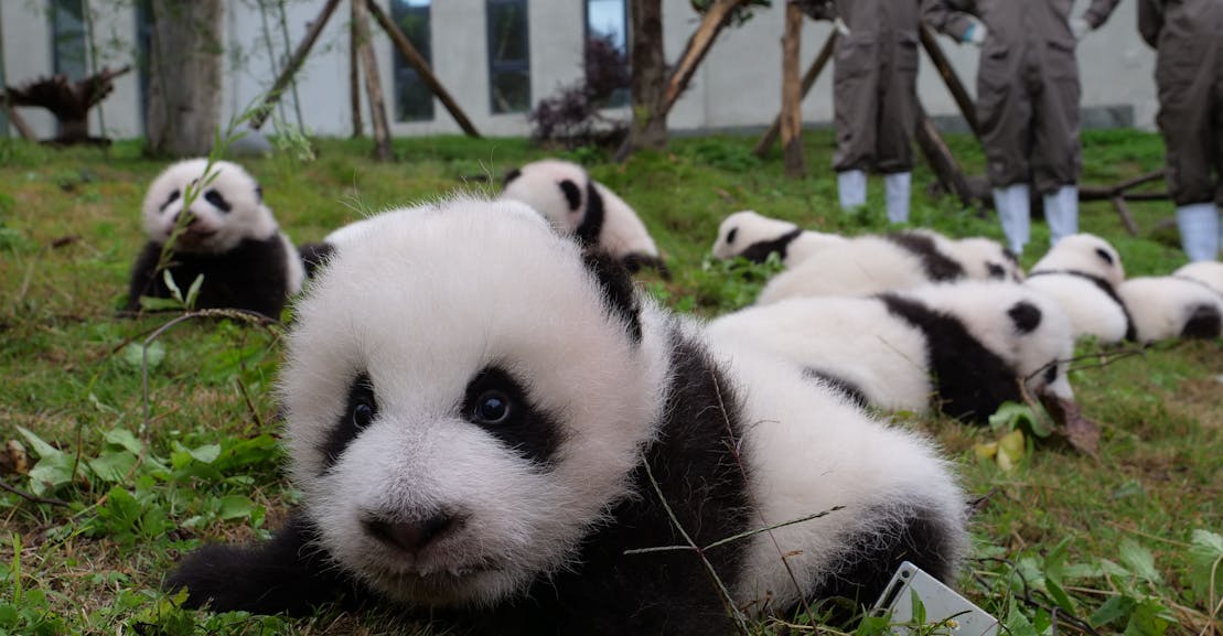 Why the Hell Is the World Wildlife Fund Selling Animal NFTs? Why the Hell Is the World Wildlife Fund Selling Animal NFTs?