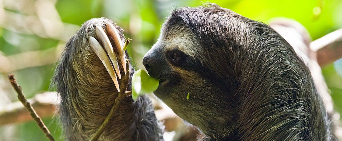 Sloth Hair May Help Discover New Antibiotics | New Republic