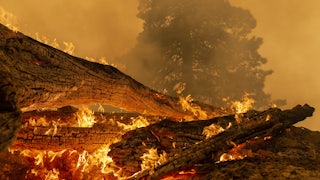 Downed trees burn during wildfires on Sept. 10.