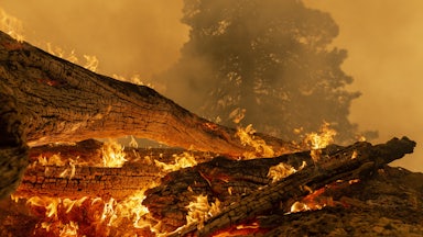 Downed trees burn during wildfires on Sept. 10.