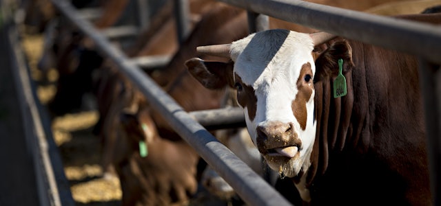 The BS Behind the USDA’s New ‘Climate-Friendly Beef’ Label The BS Behind the USDA’s New ‘Climate-Friendly Beef’ Label