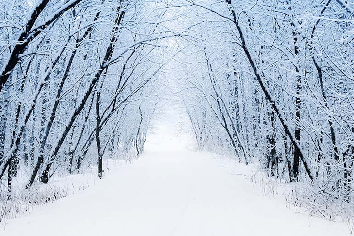 Robert Frost A Winter Eden And Stopping By Woods On A Snowy